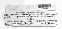 Pezicula frangulae image